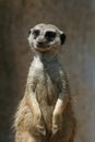 Meerkat looking at you Royalty Free Stock Photo