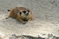 Meerkat looking at you Royalty Free Stock Photo