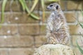 Meerkat looking at you Royalty Free Stock Photo