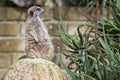 Meerkat looking at you Royalty Free Stock Photo