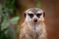 Meerkat Looking at You Straight On Royalty Free Stock Photo