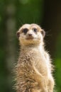 Meerkat looking at you in the sun Royalty Free Stock Photo