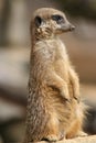 Meerkat on lookout Royalty Free Stock Photo