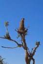 Meerkat Lookout Royalty Free Stock Photo