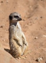 Meerkat on lookout Royalty Free Stock Photo