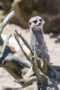 Meerkat lookout Royalty Free Stock Photo