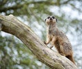 Meerkat lookout on tree branch Royalty Free Stock Photo