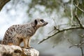 Meerkat lookout on tree branch Royalty Free Stock Photo