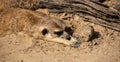 Meerkat lying in the sun Royalty Free Stock Photo