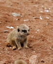 Baby Meerkat Manor Royalty Free Stock Photo