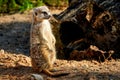 Meerkat Manor Royalty Free Stock Photo