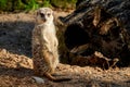 Meerkat Manor looking for something Royalty Free Stock Photo