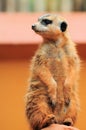 Meerkat