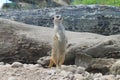 Meerkat