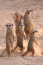 Meerkat mischief