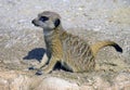 Meerkat mongoose predator mammal dig hole