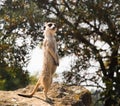 Suricata Suricatta. Meerkat in a Zoo