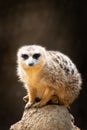 Meerkat on morning guard duty Royalty Free Stock Photo