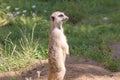 Meerkat, natural behavior, watching for enemies