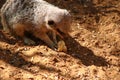 A meerkat in a natural desert environment.