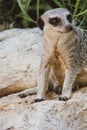 A meerkat in a natural desert environment.