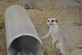 Meerkat