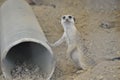 Meerkat