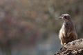 Meerkat nature image with copy space. Cute animal picture with s