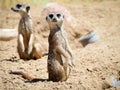 Meerkat at nature park