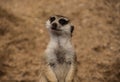 Meerkat on observation Royalty Free Stock Photo