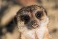 A portrait of a meerkat