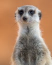 Meerkat Royalty Free Stock Photo