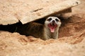 Meerkat open mouth and visible teeth