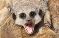 Meerkat open mouthed