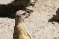 Meerkat in open zoo looking out