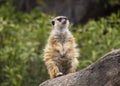 Meerkat over a log of wood Royalty Free Stock Photo