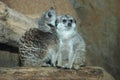 Meerkat pair Royalty Free Stock Photo