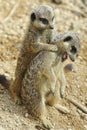 Meerkat Pair Royalty Free Stock Photo