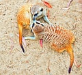 Meerkat pair grooming each other