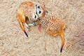 Meerkat pair grooming each other Royalty Free Stock Photo