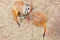 Meerkat pair grooming each other