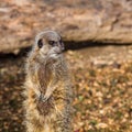 Meerkat pair keeping watch