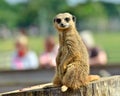 Meerkat Royalty Free Stock Photo