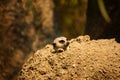 Meerkat Peeking out from his Den Royalty Free Stock Photo