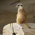 meerkat on perch at a zoo with a stern look Royalty Free Stock Photo