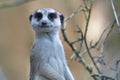 Meerkat perched on the branches of a tree Royalty Free Stock Photo