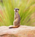 A meerkat, perched on a rock Royalty Free Stock Photo