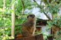 Meerkat Perching on Tree Stump Royalty Free Stock Photo