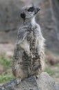 Meerkat