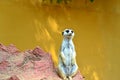 Meerkat Royalty Free Stock Photo